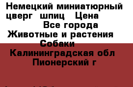 Немецкий миниатюрный(цверг) шпиц › Цена ­ 50 000 - Все города Животные и растения » Собаки   . Калининградская обл.,Пионерский г.
